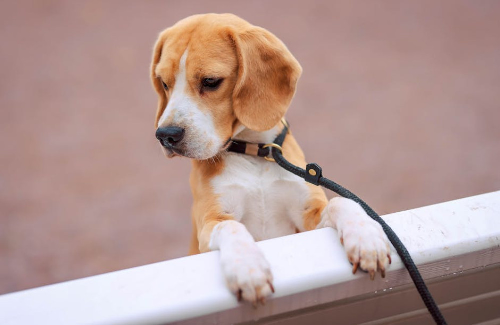 Nederlandse naam beagle: zo noemen we dit ras in Nederland