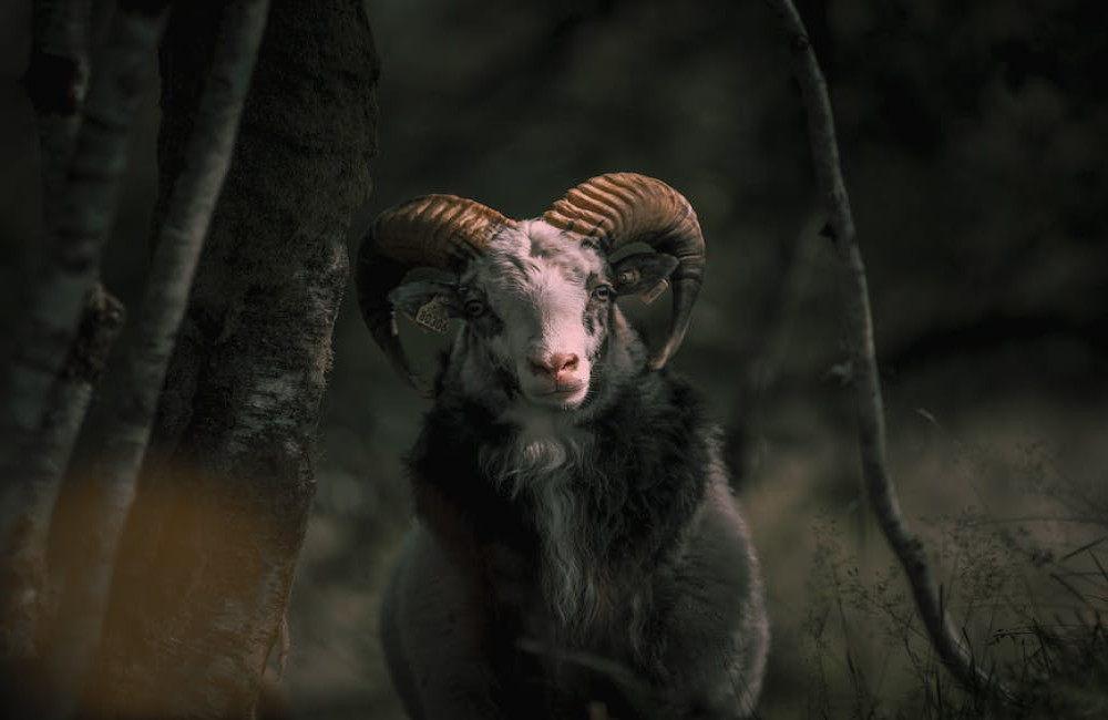 Is jouw horoscoop de Ram? Dit moet je weten!