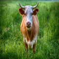 Beef Tallow Crème: natuurlijke voeding voor je huid