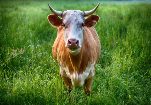 Beef Tallow Crème: natuurlijke voeding voor je huid